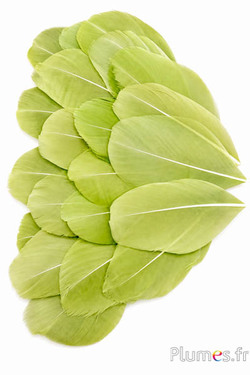 Blütenblätter aus Federn - 6-8 x 3-4 cm- olive